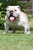 BULLDOG ANGLAIS 035